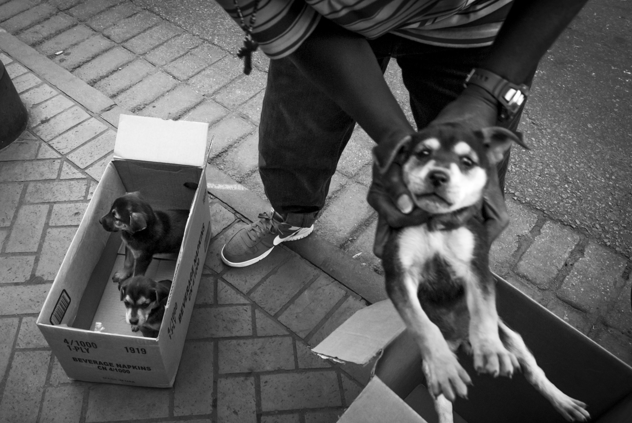  Moving puppies that were for for sale from one box to a larger one Bourbon Street, New Orleans, 2010    3:2  