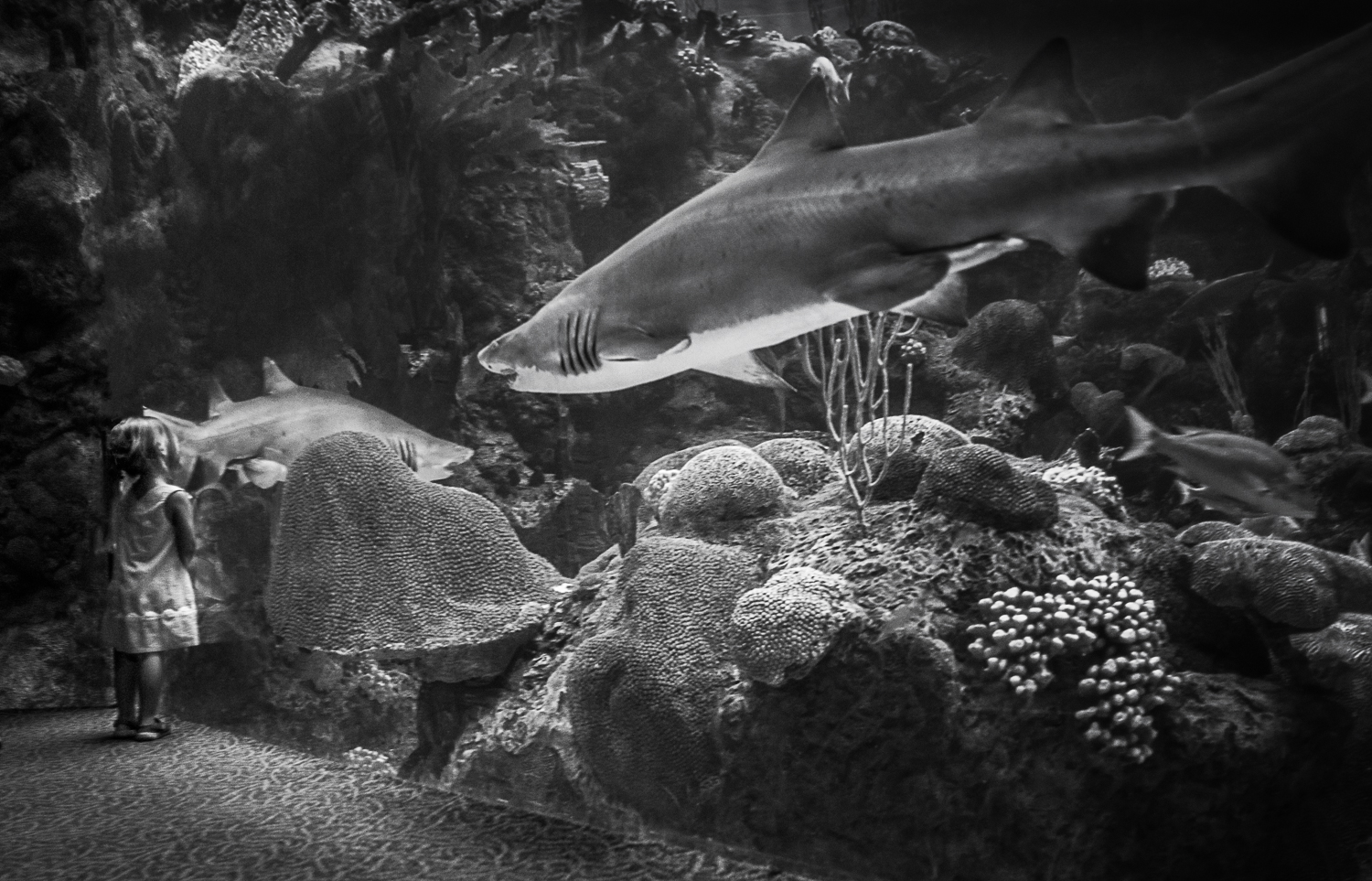  Girl at the aquarium Tampa Bay, Florida 2014    3:2  