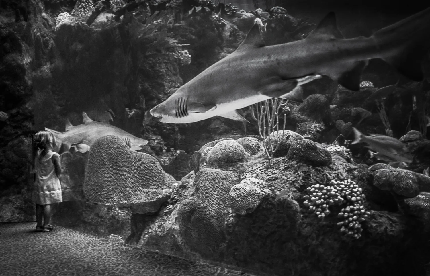 Girl at the aquarium Tampa Bay, Florida 2014 Made digitally with Nikon D800