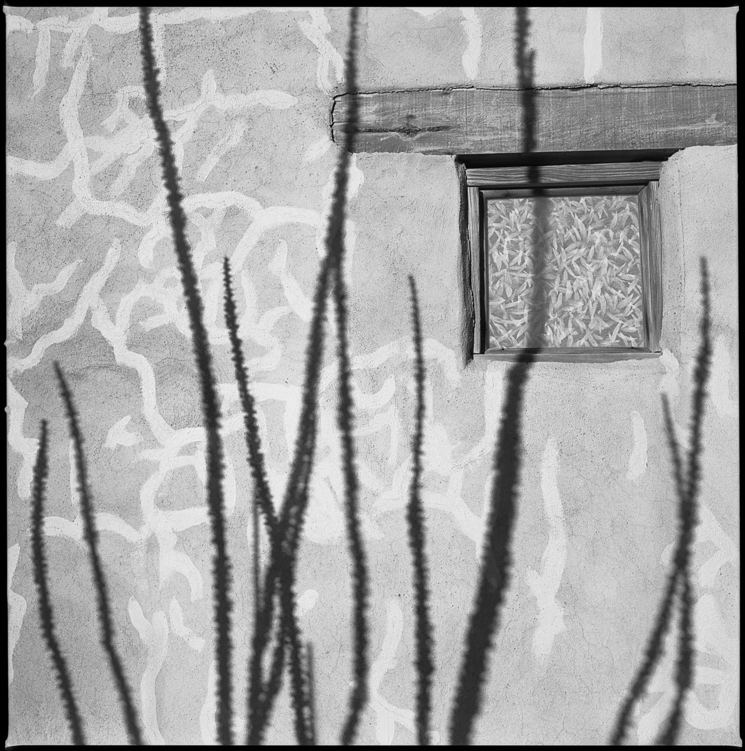 Ocotillo shadow Marfa, Texas 2014 Made with Hasselblad 501c with Kodak Tri-X 400 b&w film