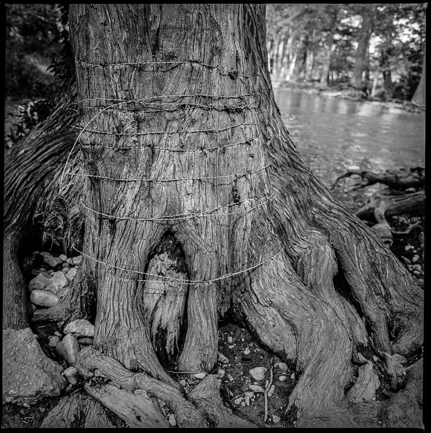 Oak tree Bandera, Texas, 2016 Made with Hasselblad 501c with Kodak Tri-X 400 b&w film