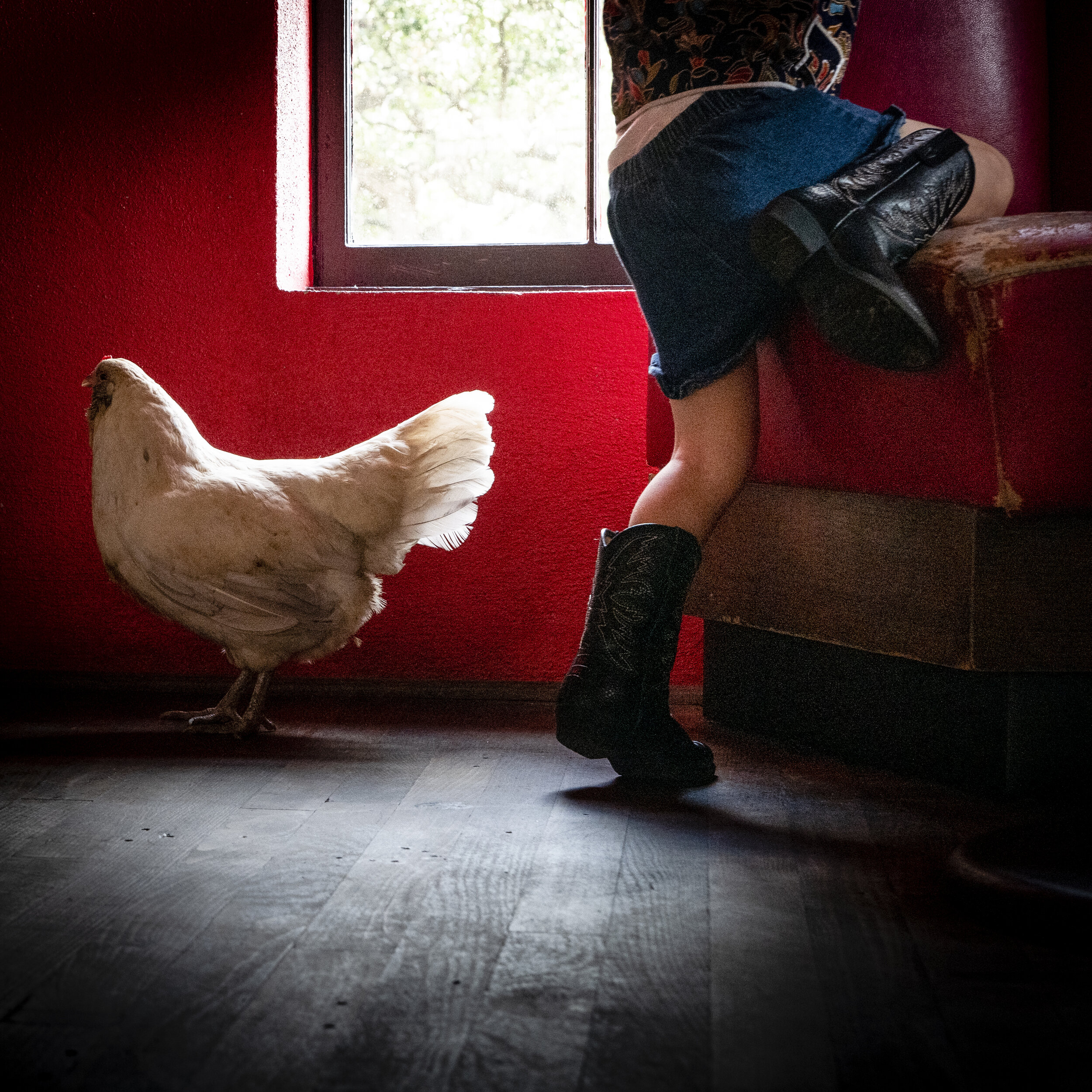  Girl and Chicken Austin, Texas 2019    1:1  