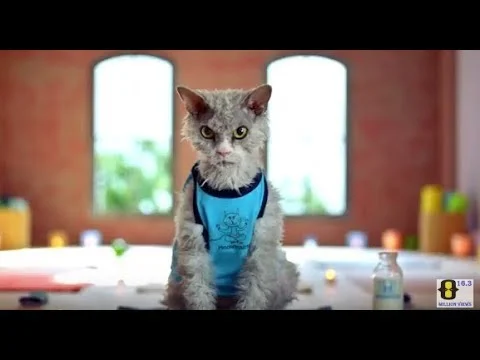 HONDA SERVICE ft Pompous Albert | Pompous Albert Pompous Albert Visits a Honda Service Center' 