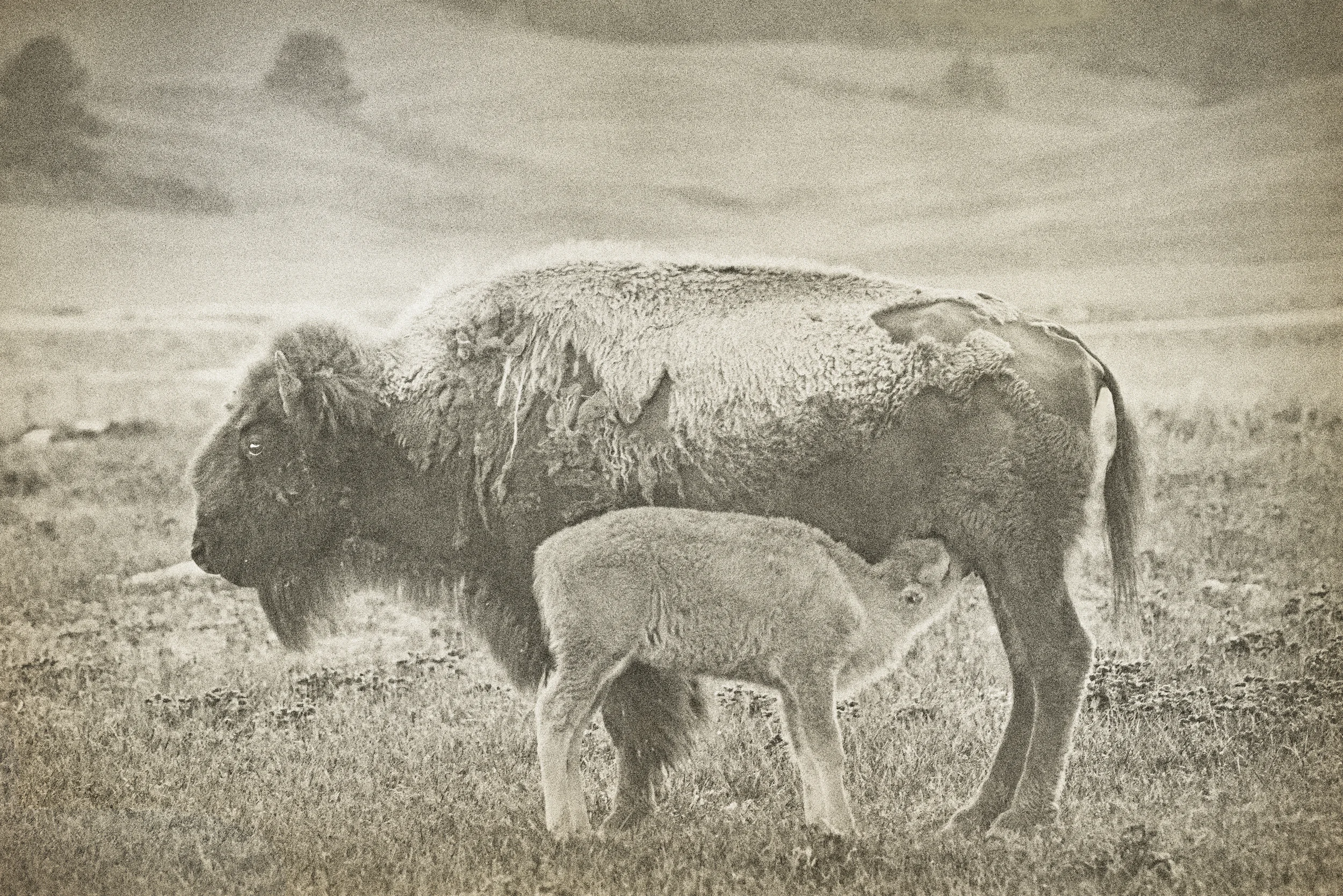 Bison 13