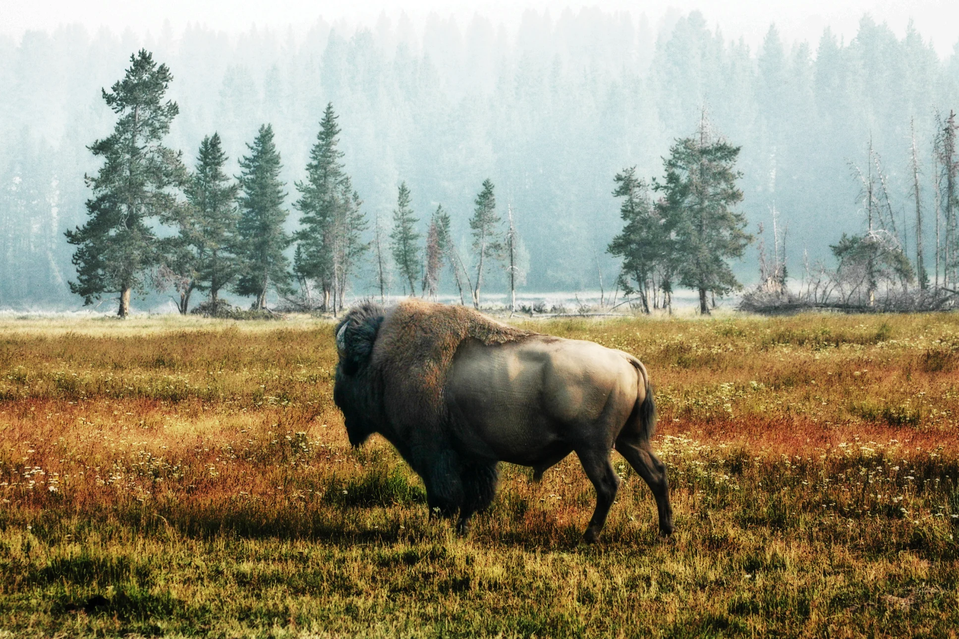 Bison 5