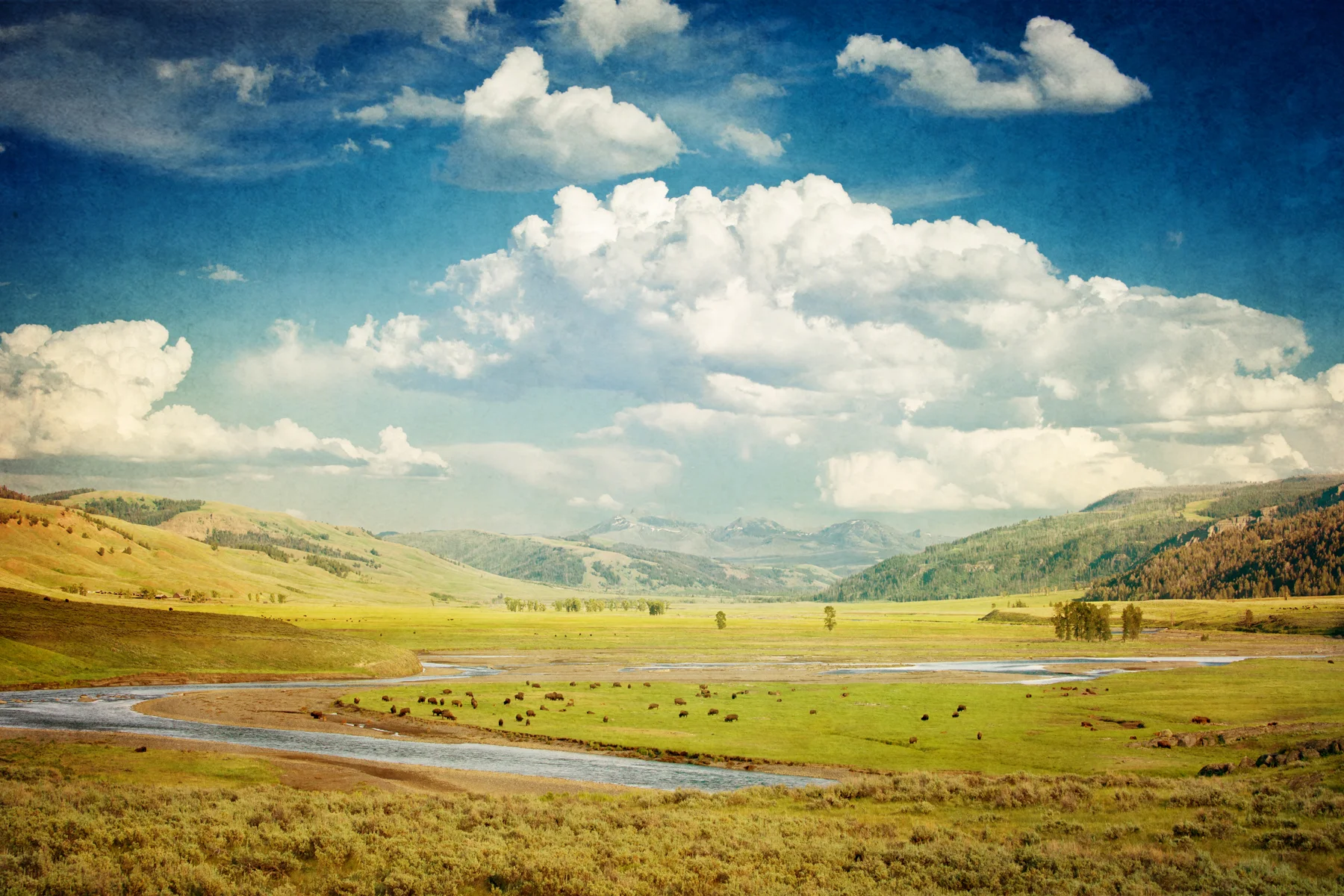 Yellowstone 2