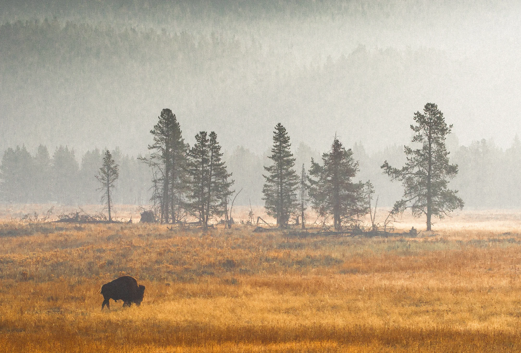 Bison 15