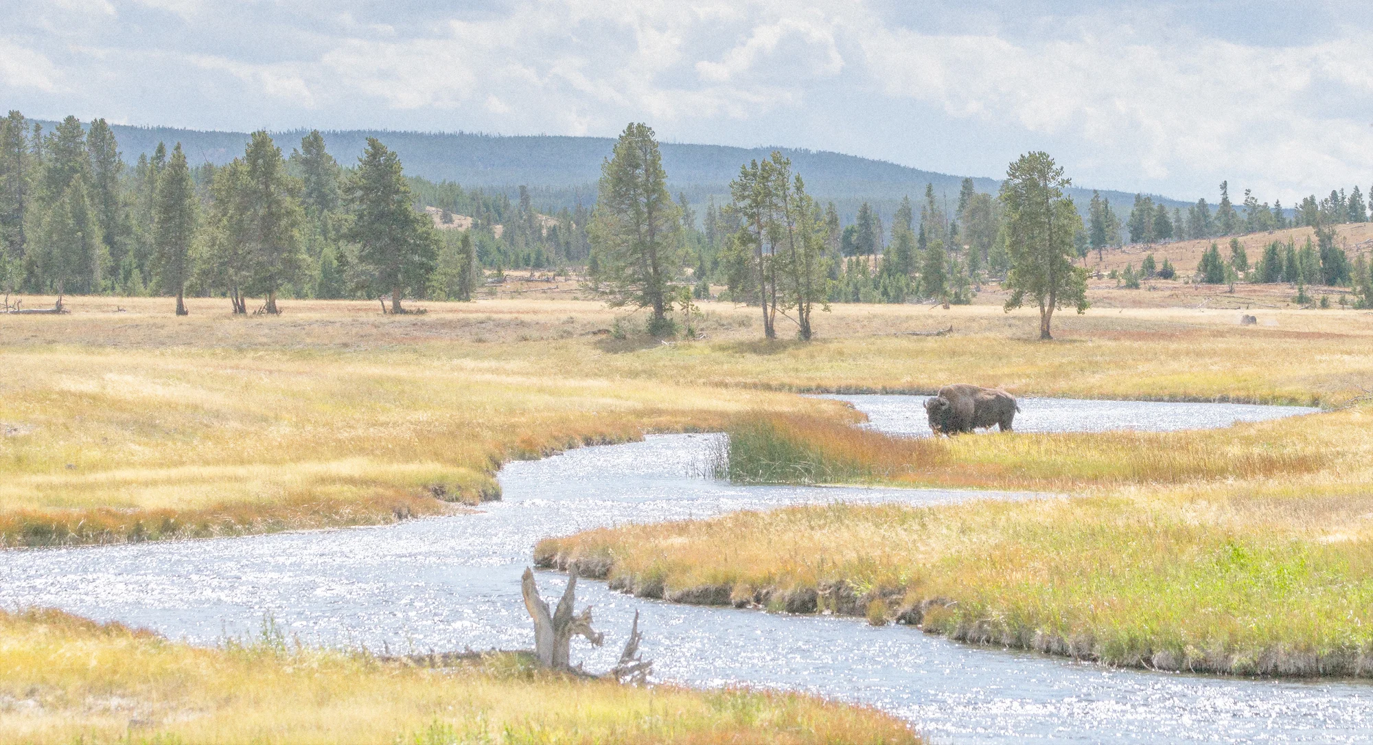 Yellowstone 7