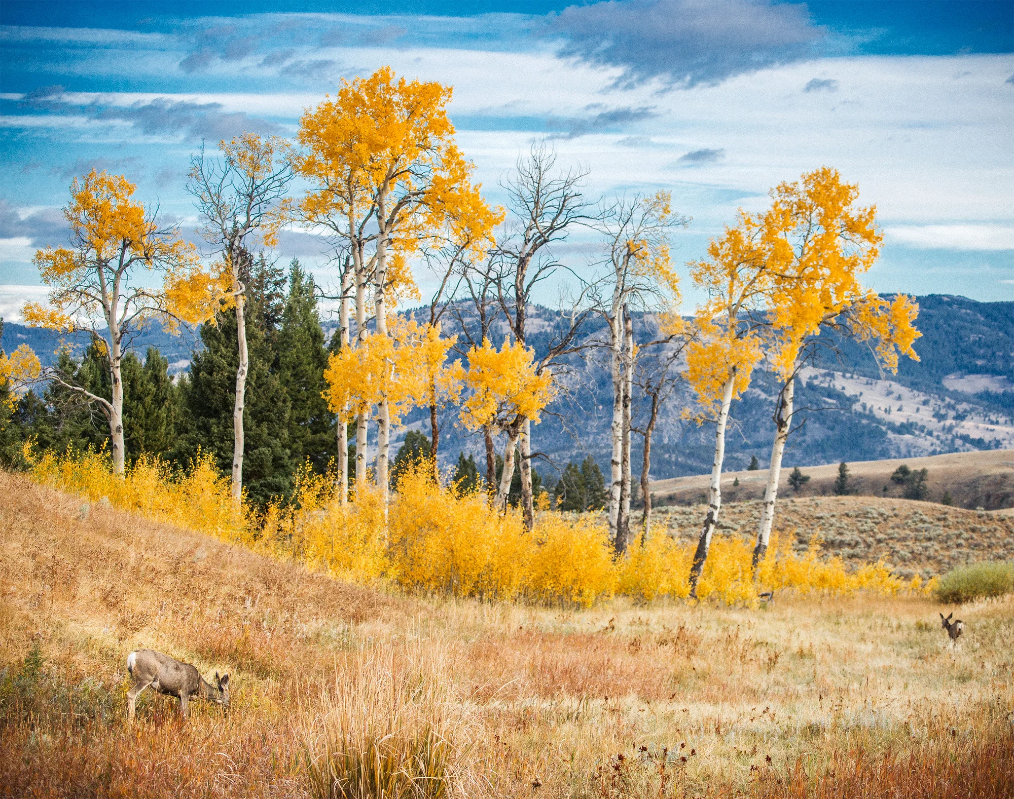 Yellowstone 5
