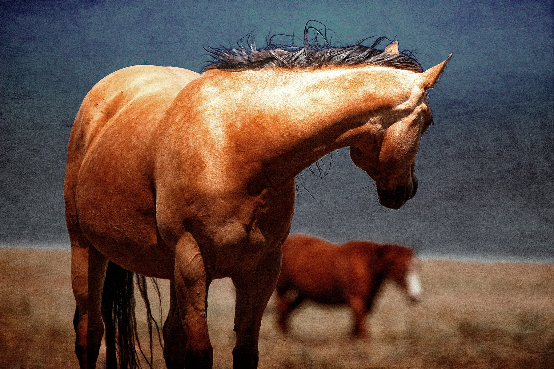 Horse 1