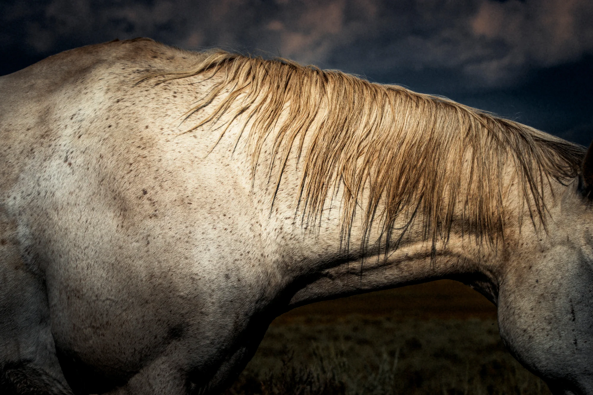 Horse 13