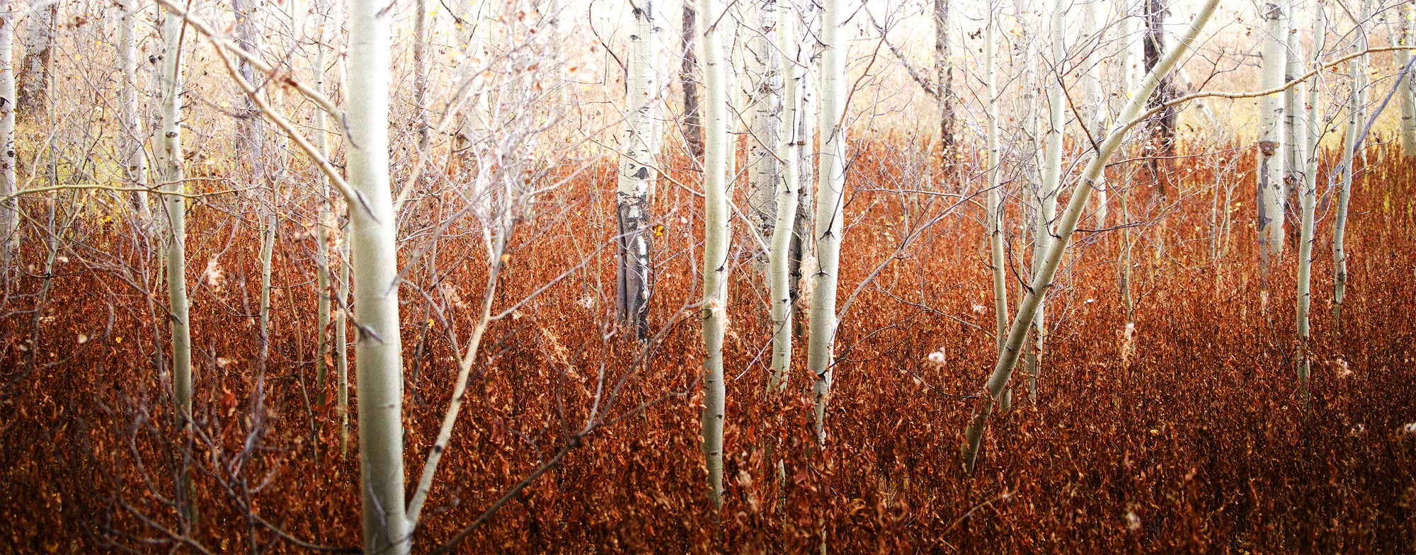 Aspen Trees 2