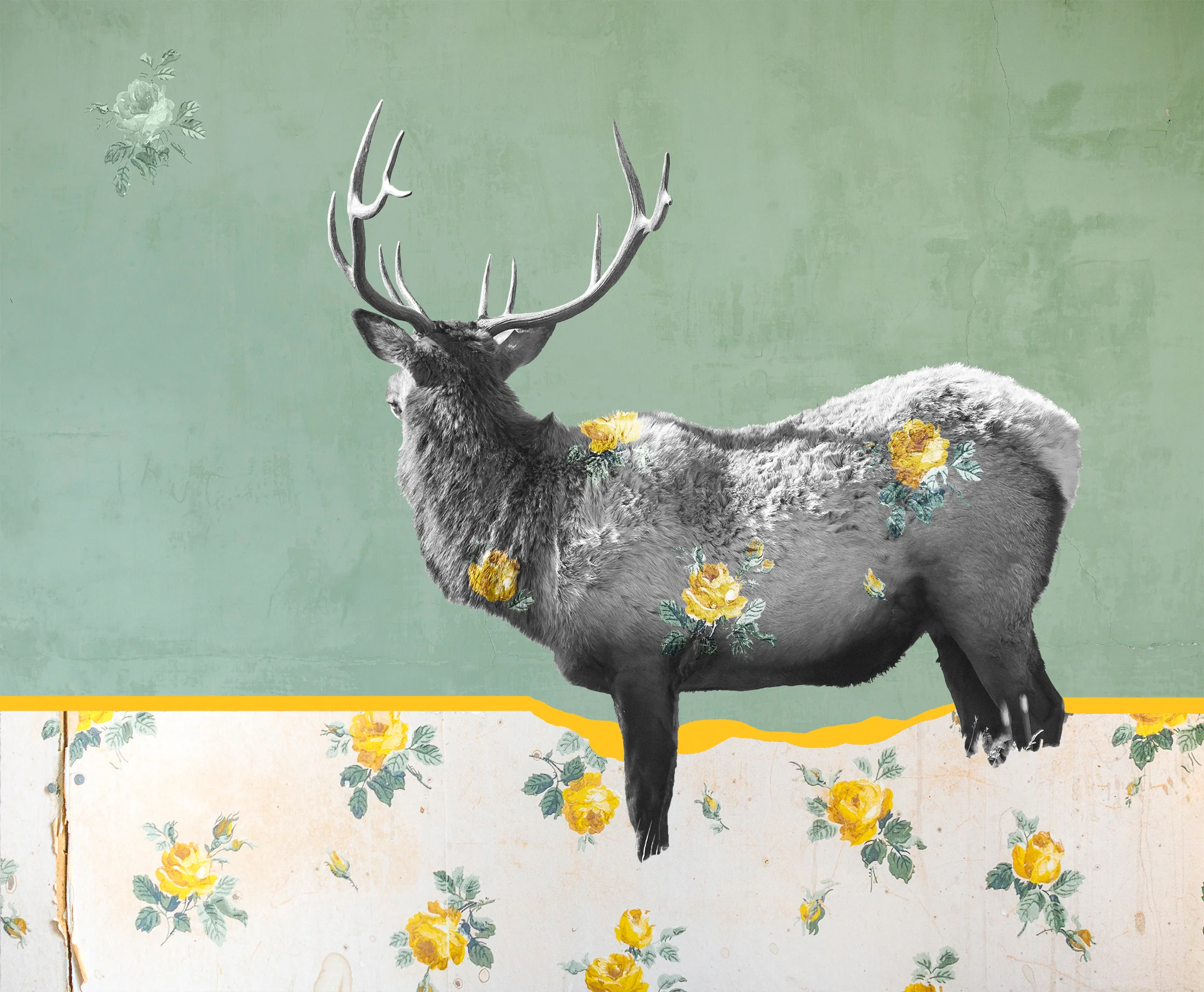 { Elk No. 1 } Pictured is a bull elk I photographed in Yellowstone National Park. I photographed this wallpaper in the ghost town of Bannack, Montana in the Greater House. Augustus Graeter arrived in Bannack from Nebraska in 1862 and built this home shortly thereafter. Through the years additions were made as various families continued to live there even as the town itself was in decline. The solid colored background is the painted plaster walls of the abandoned Hotel Meade, also in Bannack, which was founded in 1862 after gold was discovered along Grasshopper Creek. The town was the first Capitol of the Montana Territory.