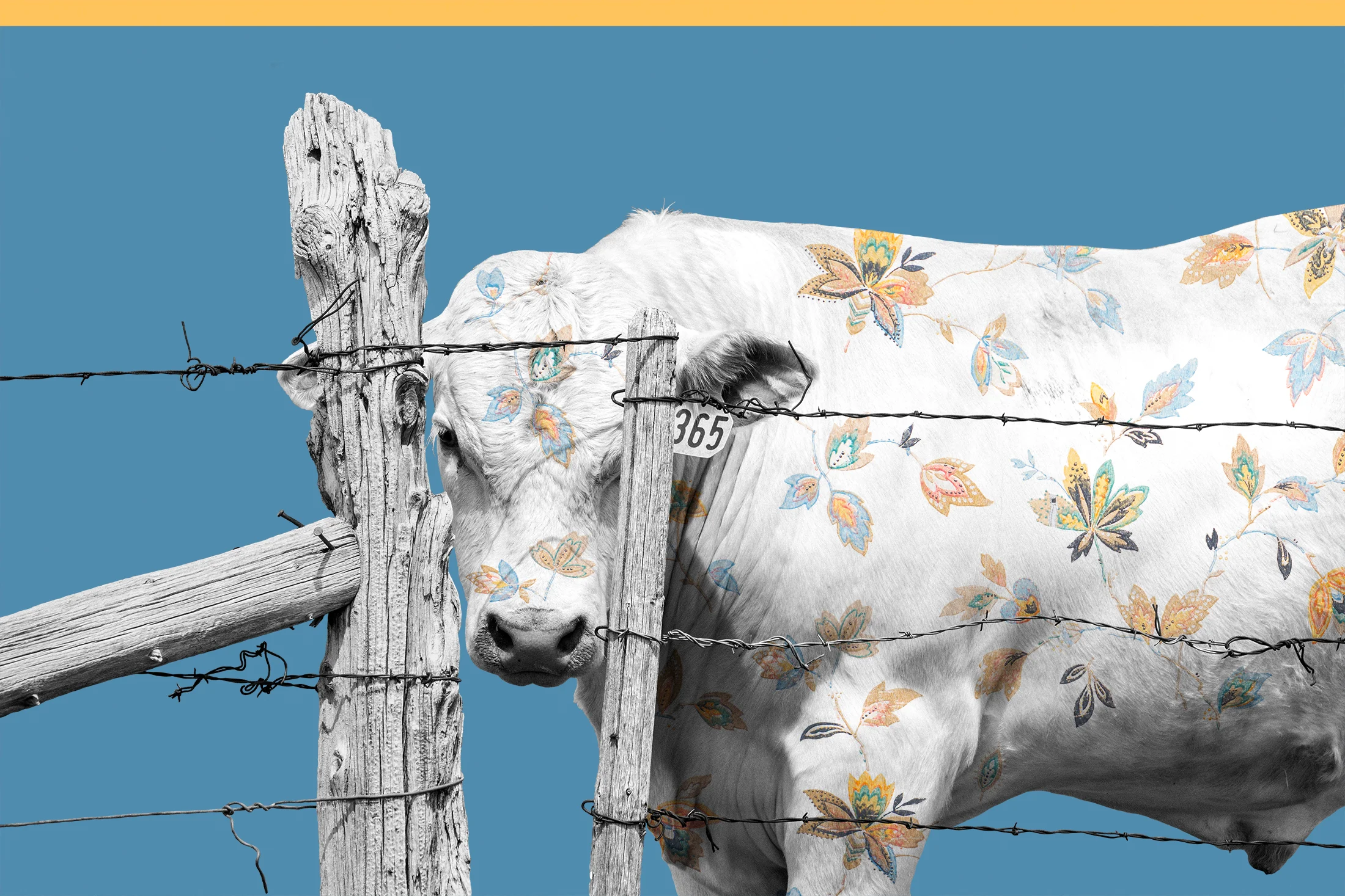 { Calf No. 2 } pictured is a calf from a Montana ranch. The floral pattern is a photograph I made of vintage wallpaper from the Kramer Dress Shop, built in 1863, in the town of Virginia City, Montana. Virginia City is a National Historic Landmark and began in 1863 when gold was discovered in Alder Gulch.