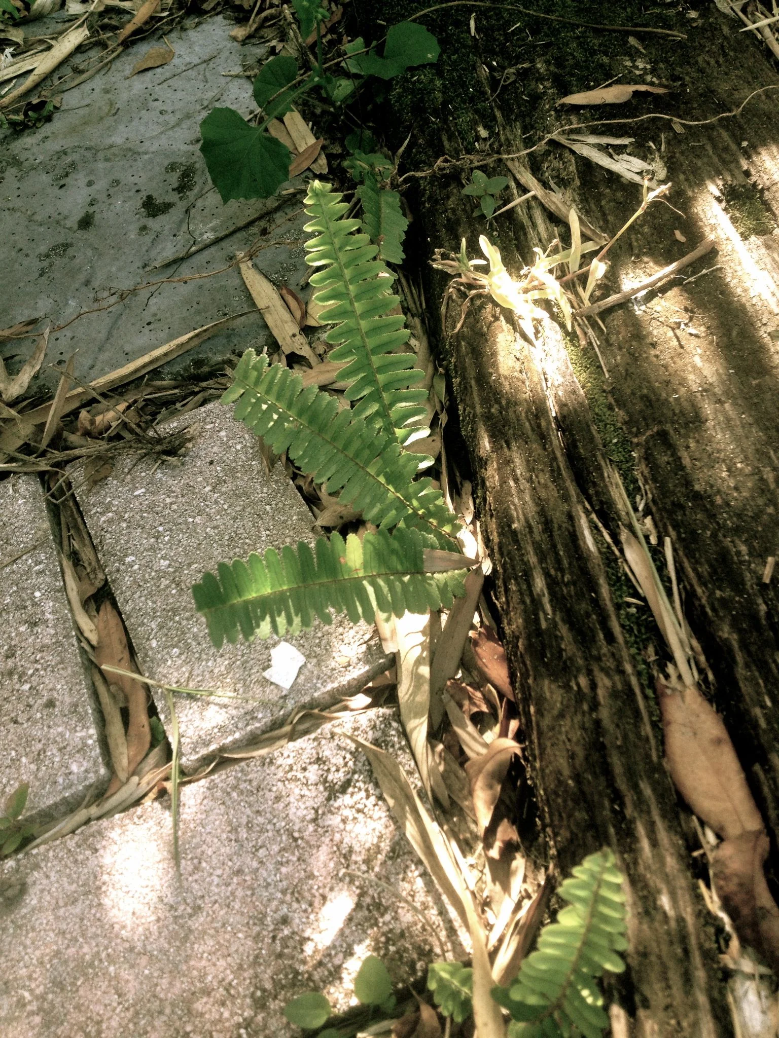 fern1.jpg
