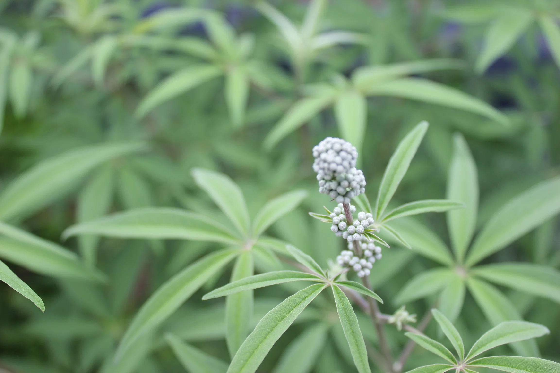 The First Plant that Talked to Me