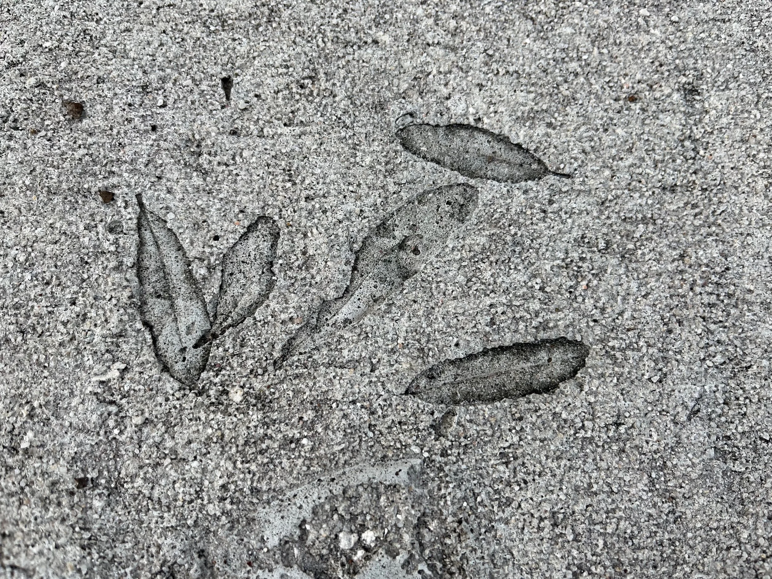 Leaves in the Sidewalk