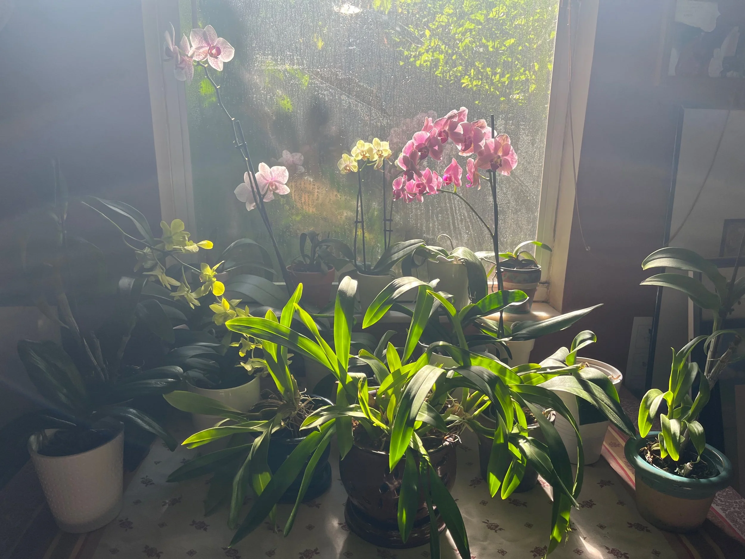 I’m grateful for the orchid forest