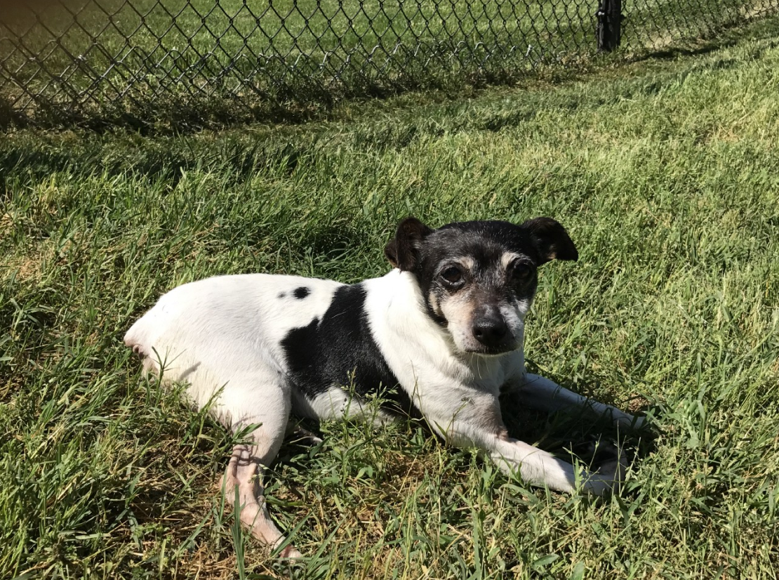 Dottie, enjoying the fresh air on 5/16/17