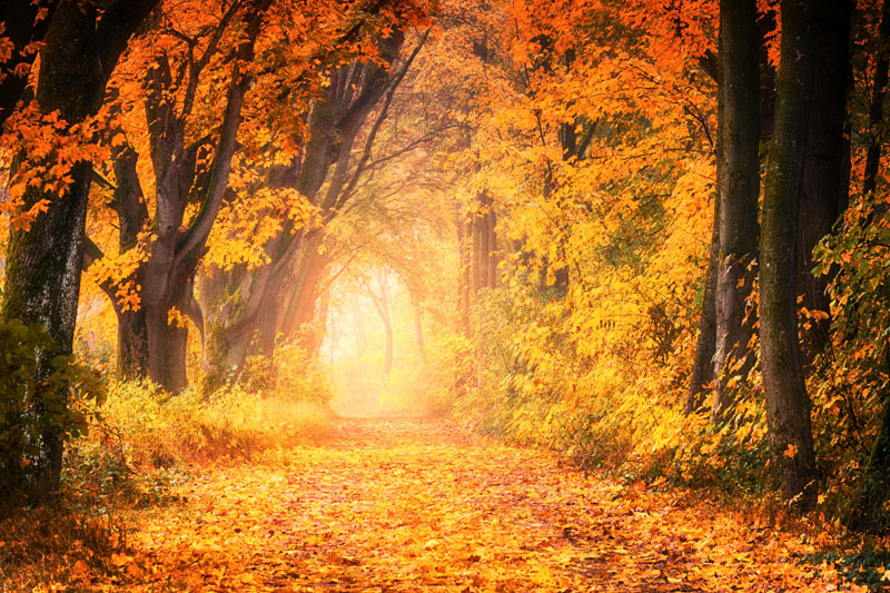 tree-3731620.jpg