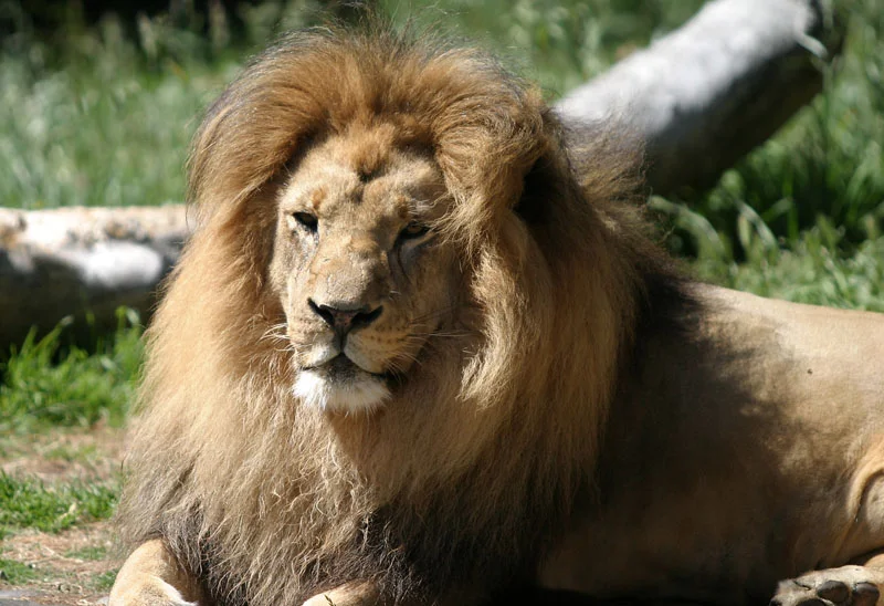 Shot directly through a chain-link fence using the technique described above.