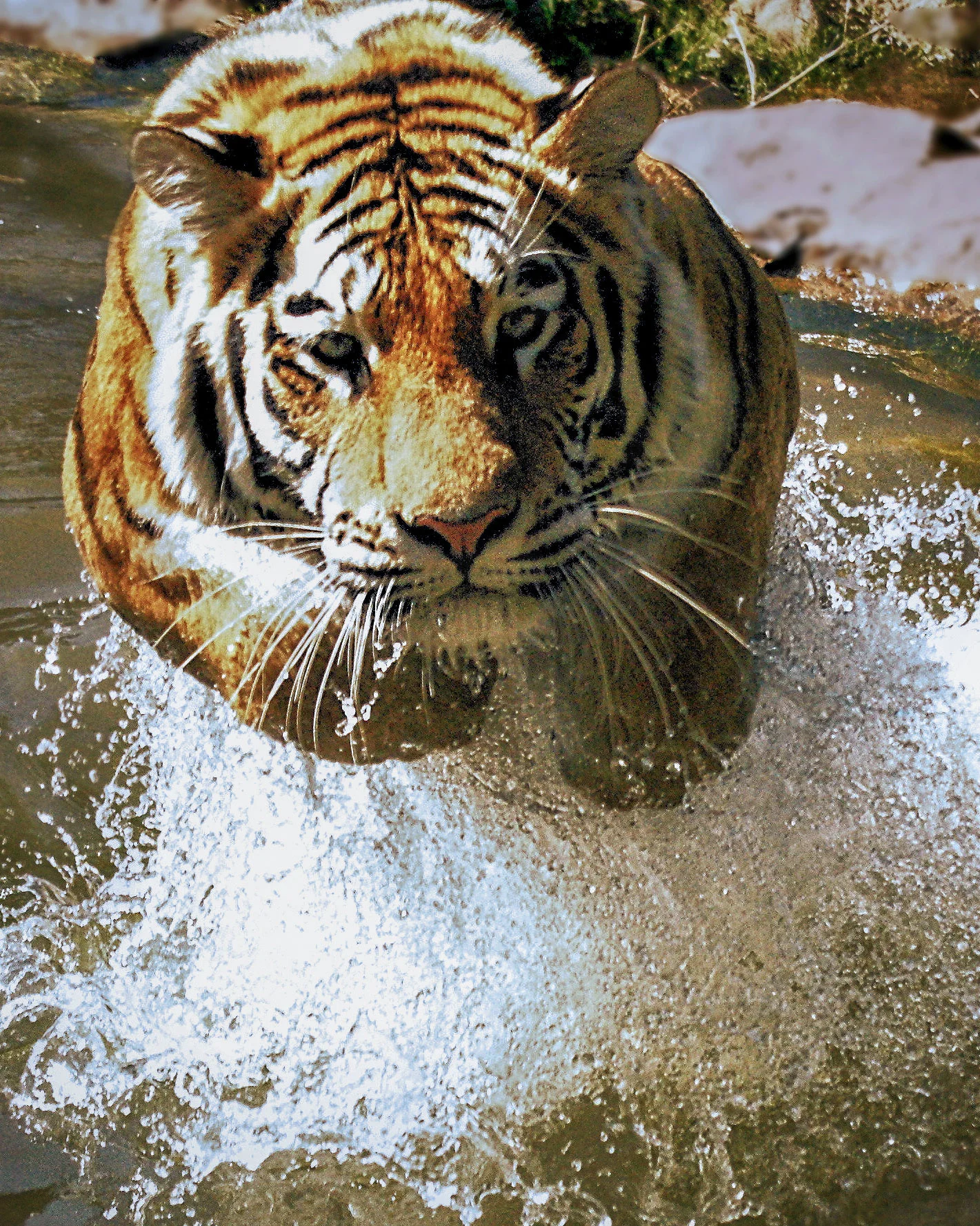 chargingtiger.jpg