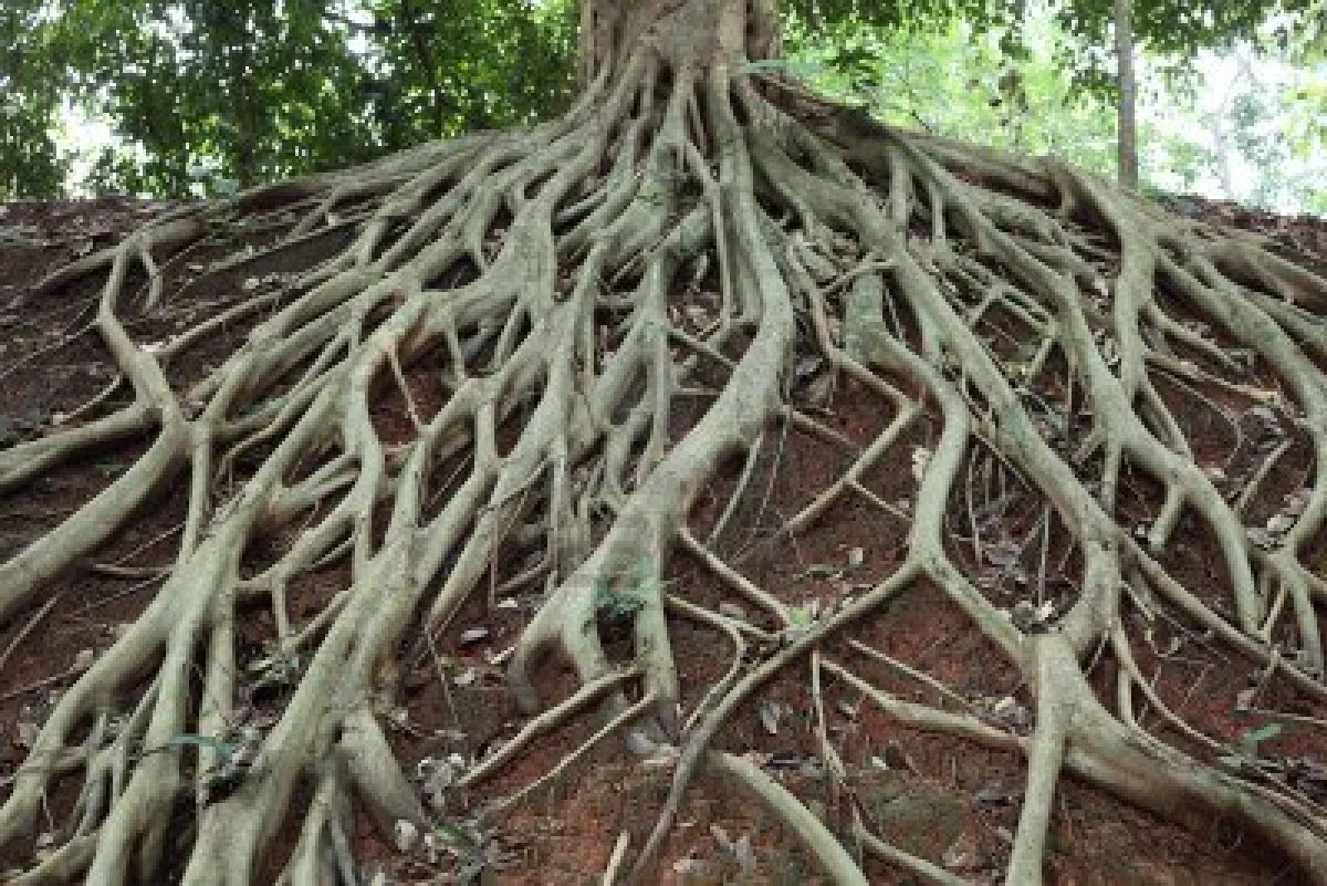 By preventing soil erosion, the natural compounds including earth warms in the soil capture much more carbon from the atmosphere and use it in their eco systems.