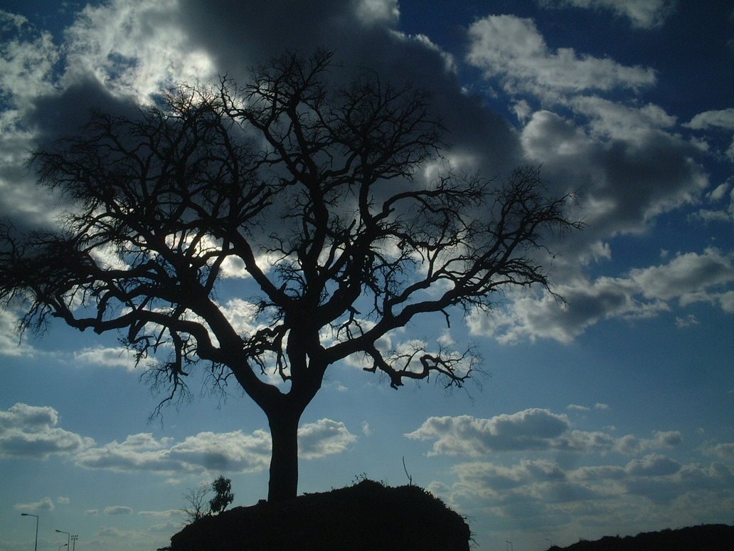 Trees absorb much of the rain that falls from the ground, and release 70% of the moisture back into the atmosphere.