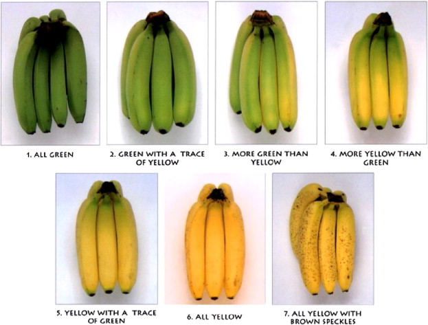 Its easy to relate tea types to the oxidation of a banana. 