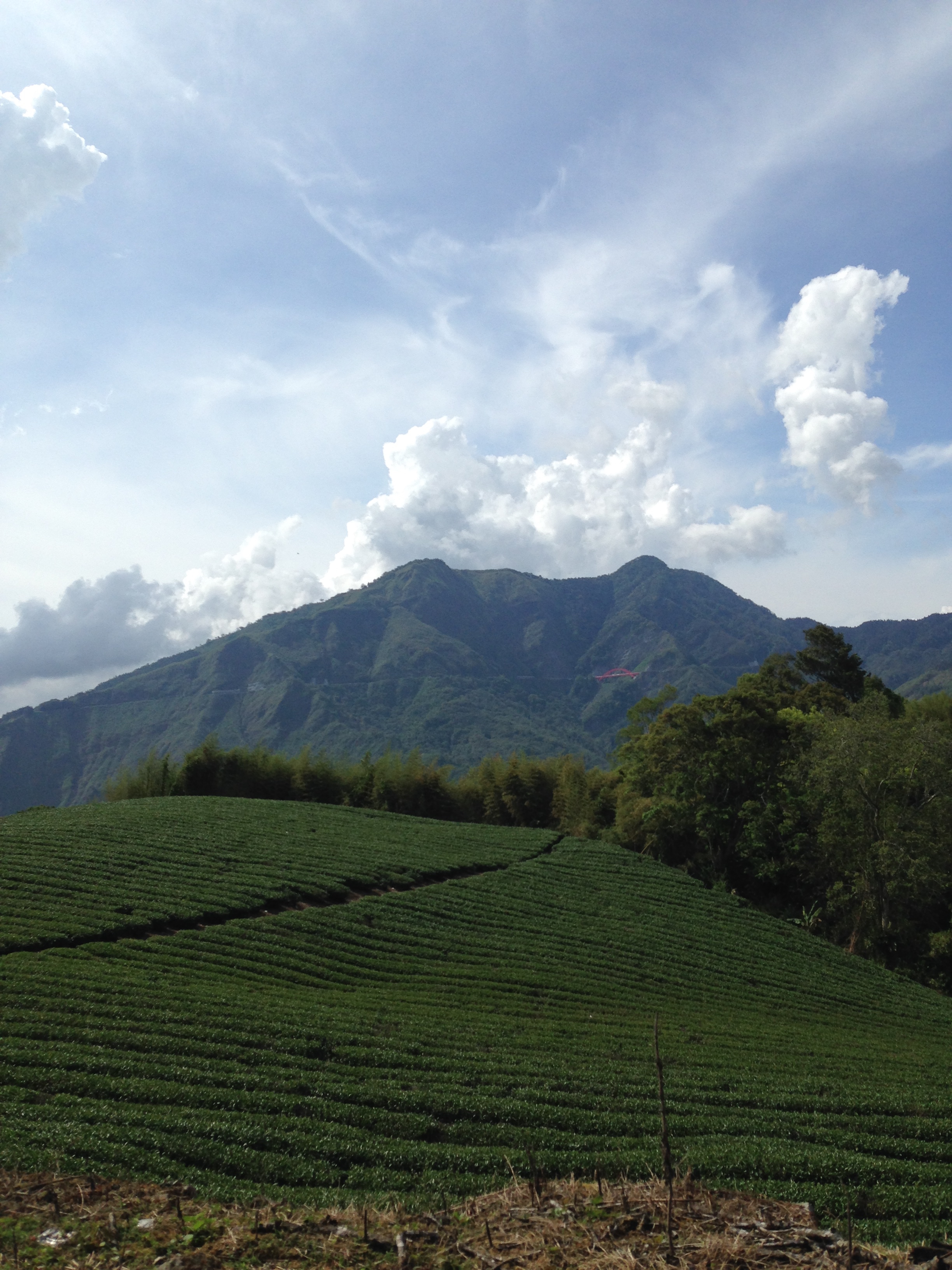 1600m Elevation Garden we source Ali Shan from