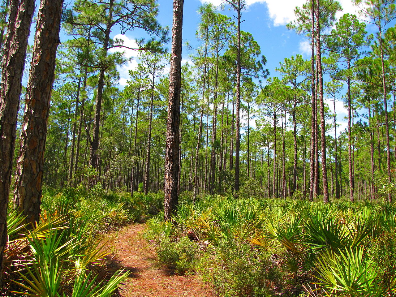 Our current foster, the Goethe State Forest in Florida.
