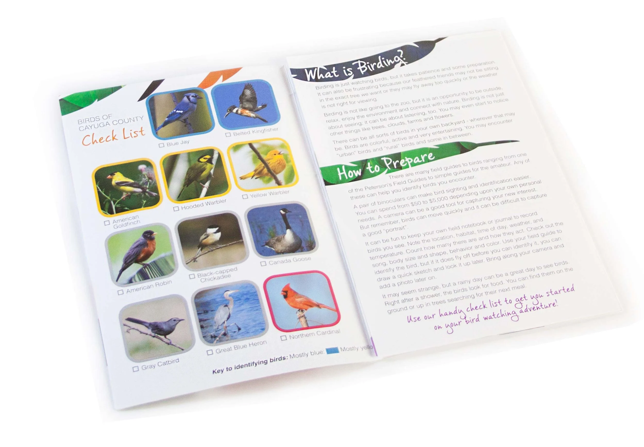 Brochure Newsletter Design