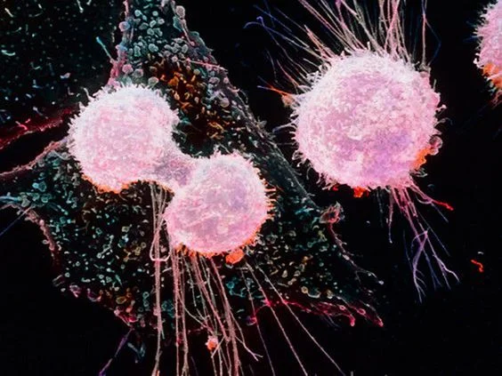 Cell division - pretty!&nbsp;