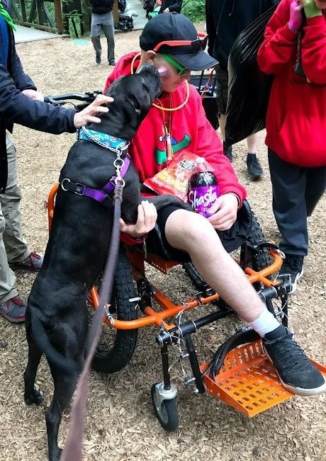 Jade the dog excitedly greeting her boy, wearing a black hat and red hoodie, in a wheelchair, having just lost his leg; picking him up from Cancer Camp