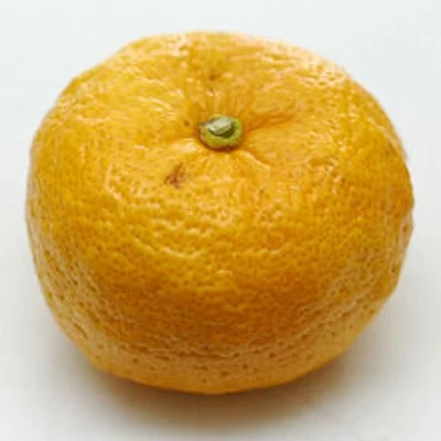 Ripe Yuzu