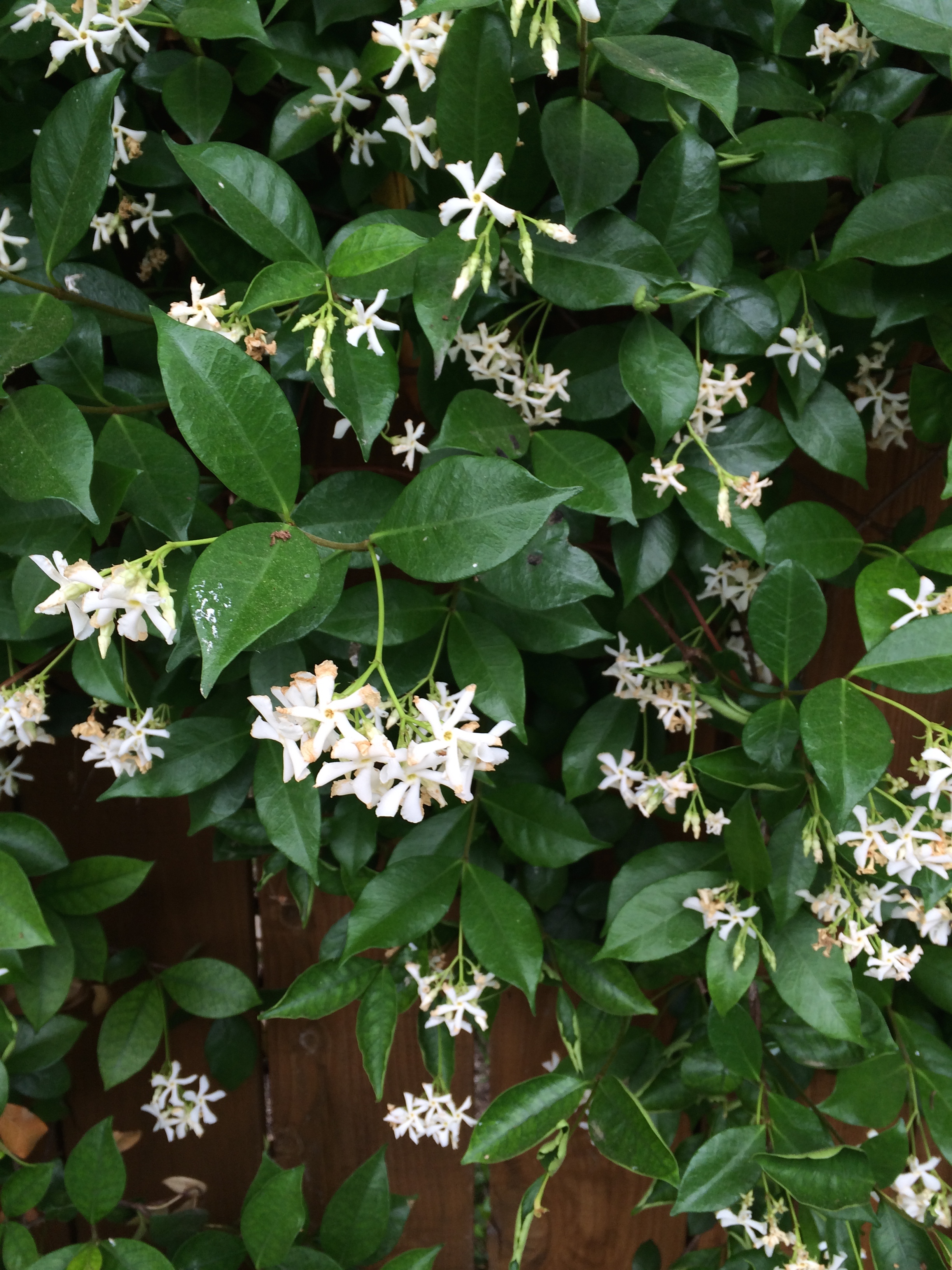 Jasmine veins.