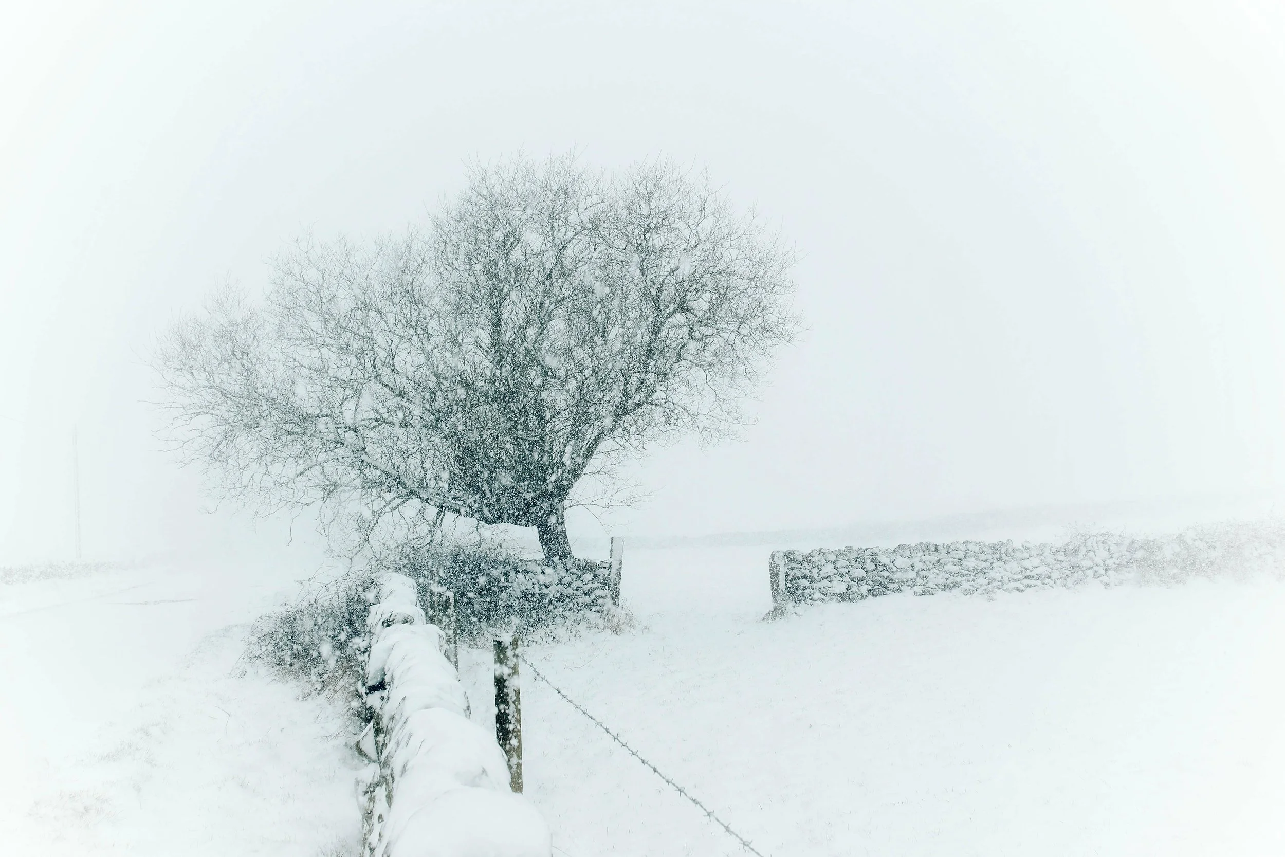 One minute the weather was clear, cold and windy. The very next... the clouds rolled in (from the hills above) and the snow began to fall heavily. I think this is whats called a 'whiteout.'