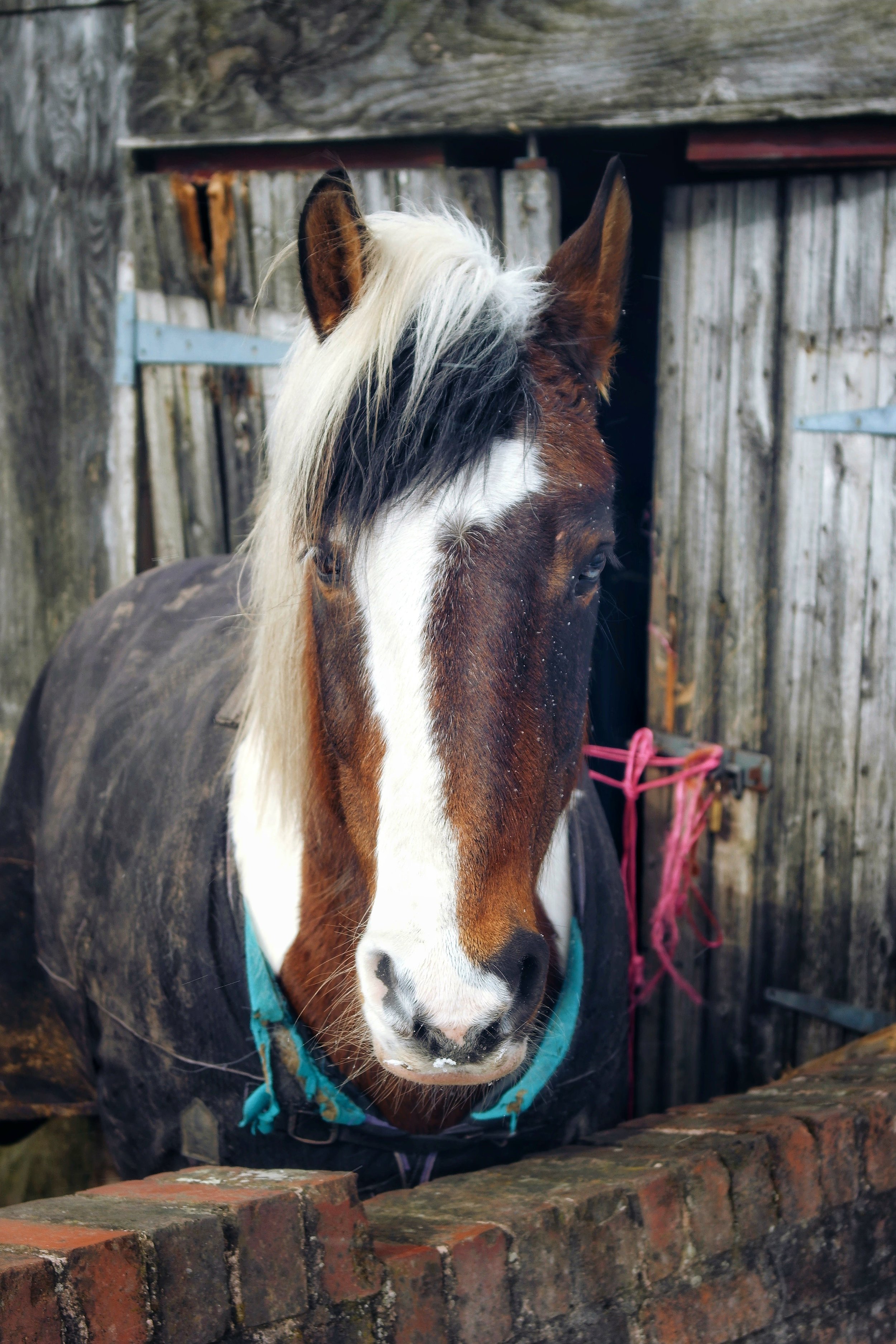A short walk up the old farm track led me to (what looked like) an old and abandoned shed. Little did I know, as I got closer, the shed was home to two beautiful and healthy looking horses. They were doing there very best to shelter from the icy cold winds, that were whistling across the top of the hill. 