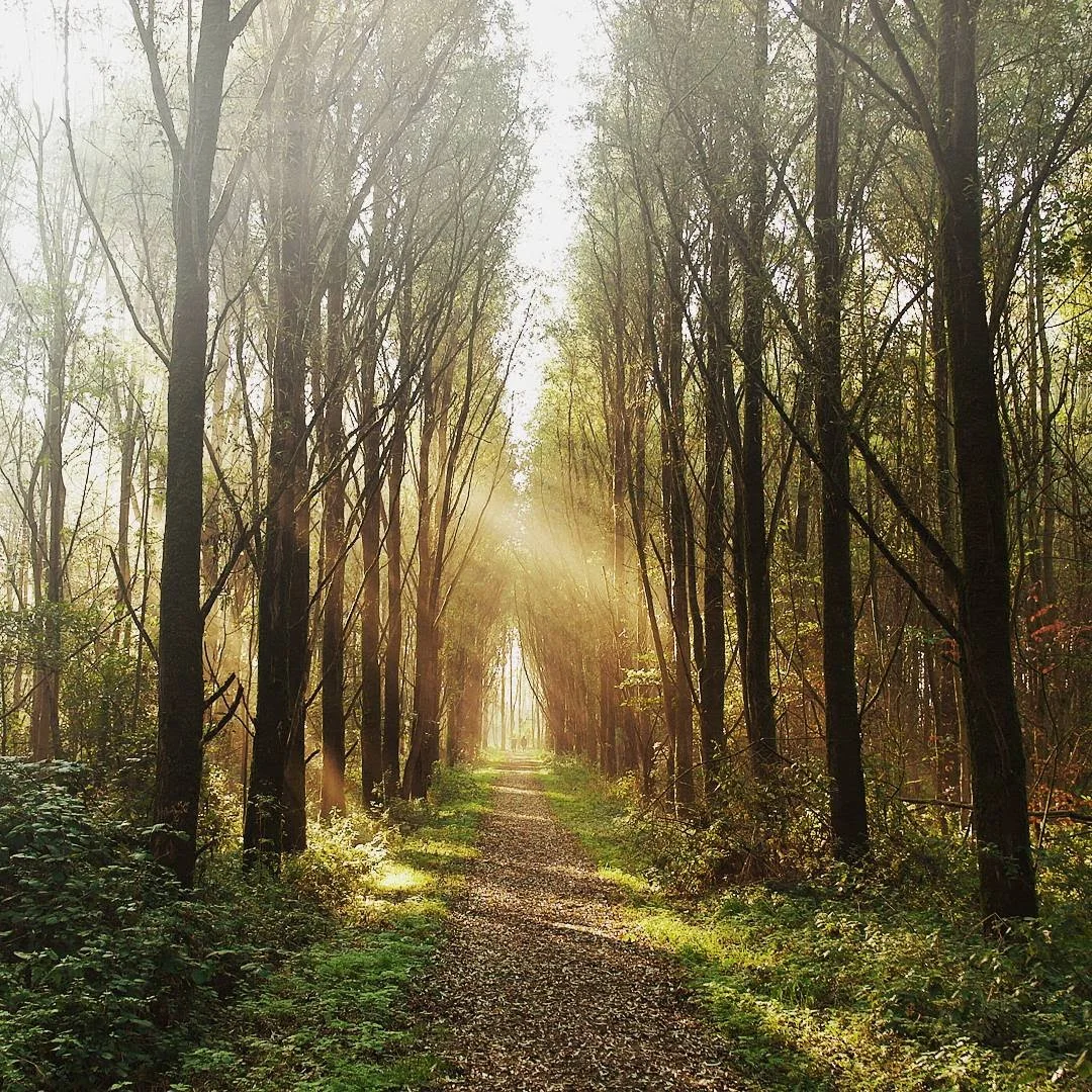 The sun filters through the trees on an early morning run.