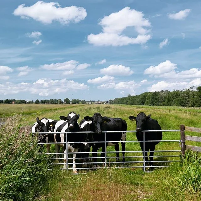 Doesn't get more Dutch than this... Have a good Friday!

#placestowanderandexplore #mooizuidholland #dutch_landscape #sky