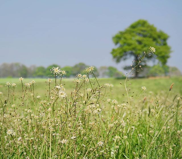 And Summer continues... ☀

Have a relaxing Sunday!

#placestowanderandexplore #visitzuidlimburg #dutch_landscape #lonetree