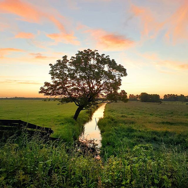 From this morning 🚴&zwj;♂️ ☀

Have a good day!

#placestowanderandexplore #sunrise #dutch_landscape #lonetree