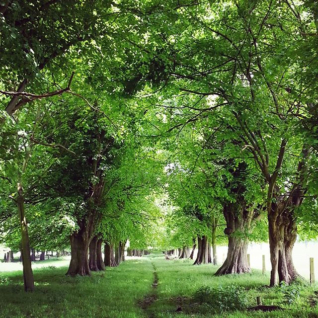 An abundance of green 🌳

England's green and pleasant land.

#placestowanderandexplore #uklandscapes #englishcountryside #trees #bbcstoke #thisprettyengland #staffordshirepeakdistrict