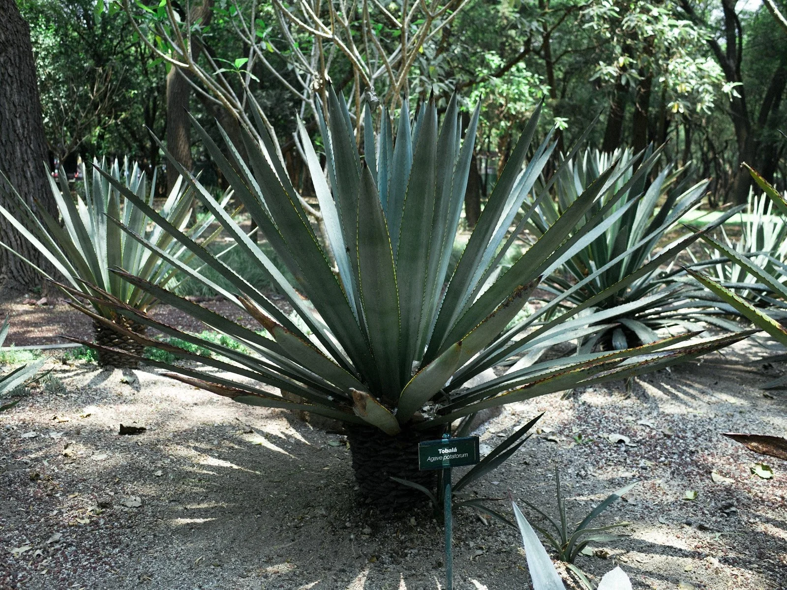 mezcal1.jpg