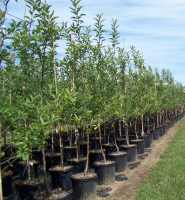 fruit-tree-nursery.jpg