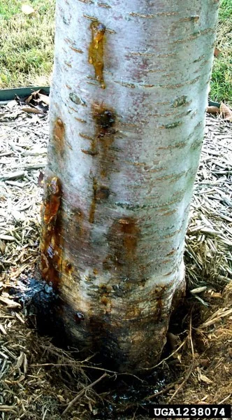This is a picture of what a cherry tree looks like when attacked by a fruit borer. Painting it white reduces the likelihood of it to reoccur.