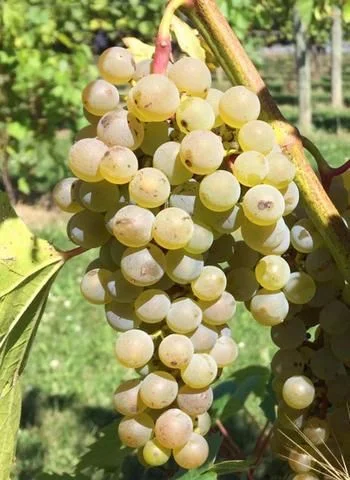 Frontenac Blanc