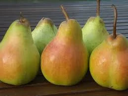 Harrow Crisp Pear