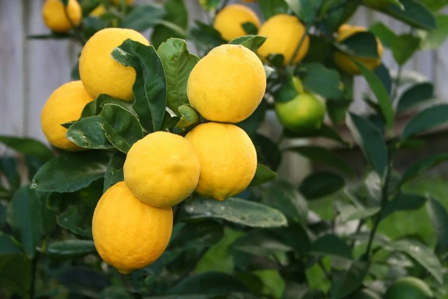 Meyer lemon.jpg
