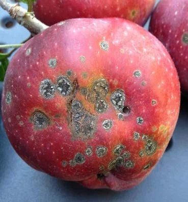 PLPATH-FRU-23-Apple-scab-2.jpg